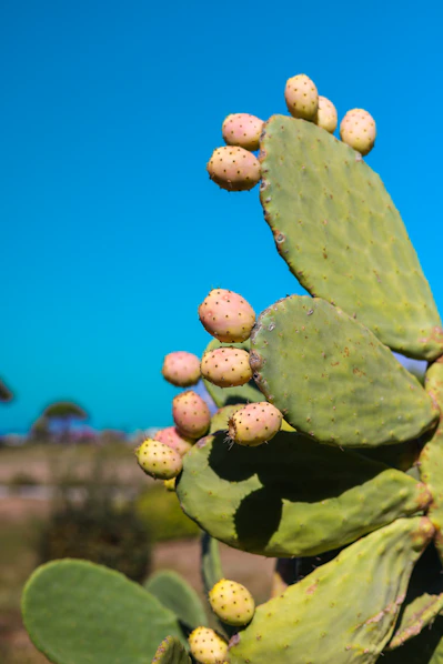 a close up of a cactus plant with small buds