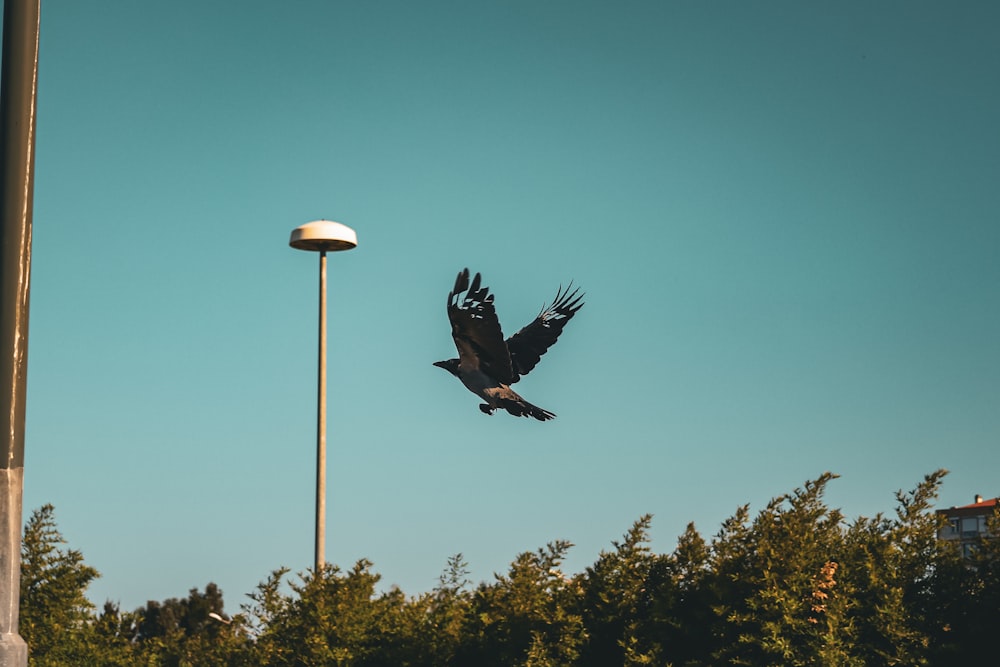 a large bird flying over a street light