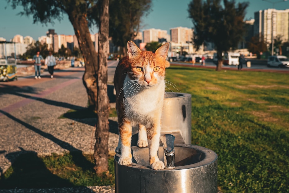A cat with orange and white fur is standing on a silver drinking fountain in a park. The background has trees, grass, and a distant view of buildings and people walking.