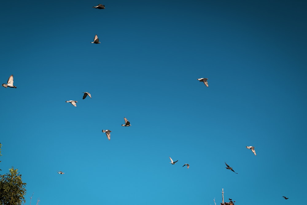 a flock of birds flying through a blue sky