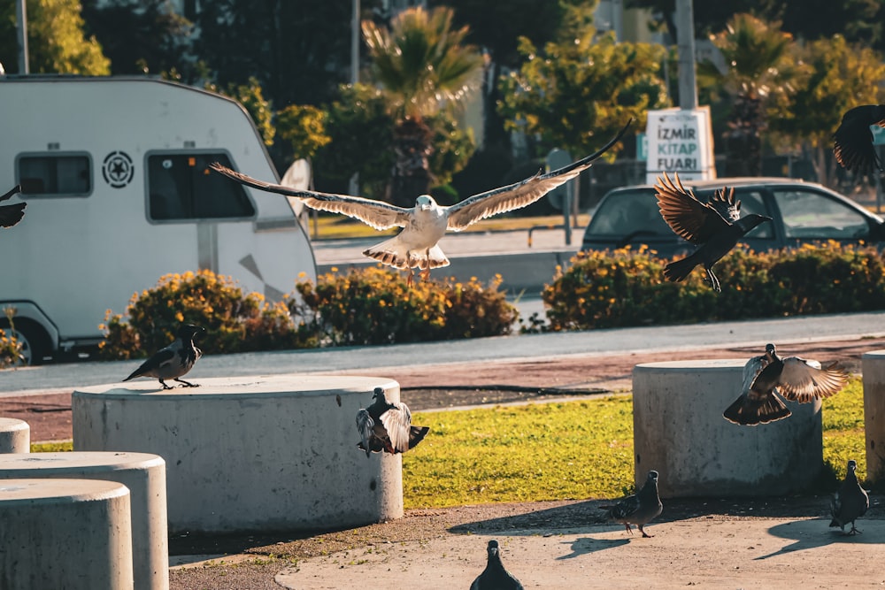 a flock of birds standing on top of cement blocks