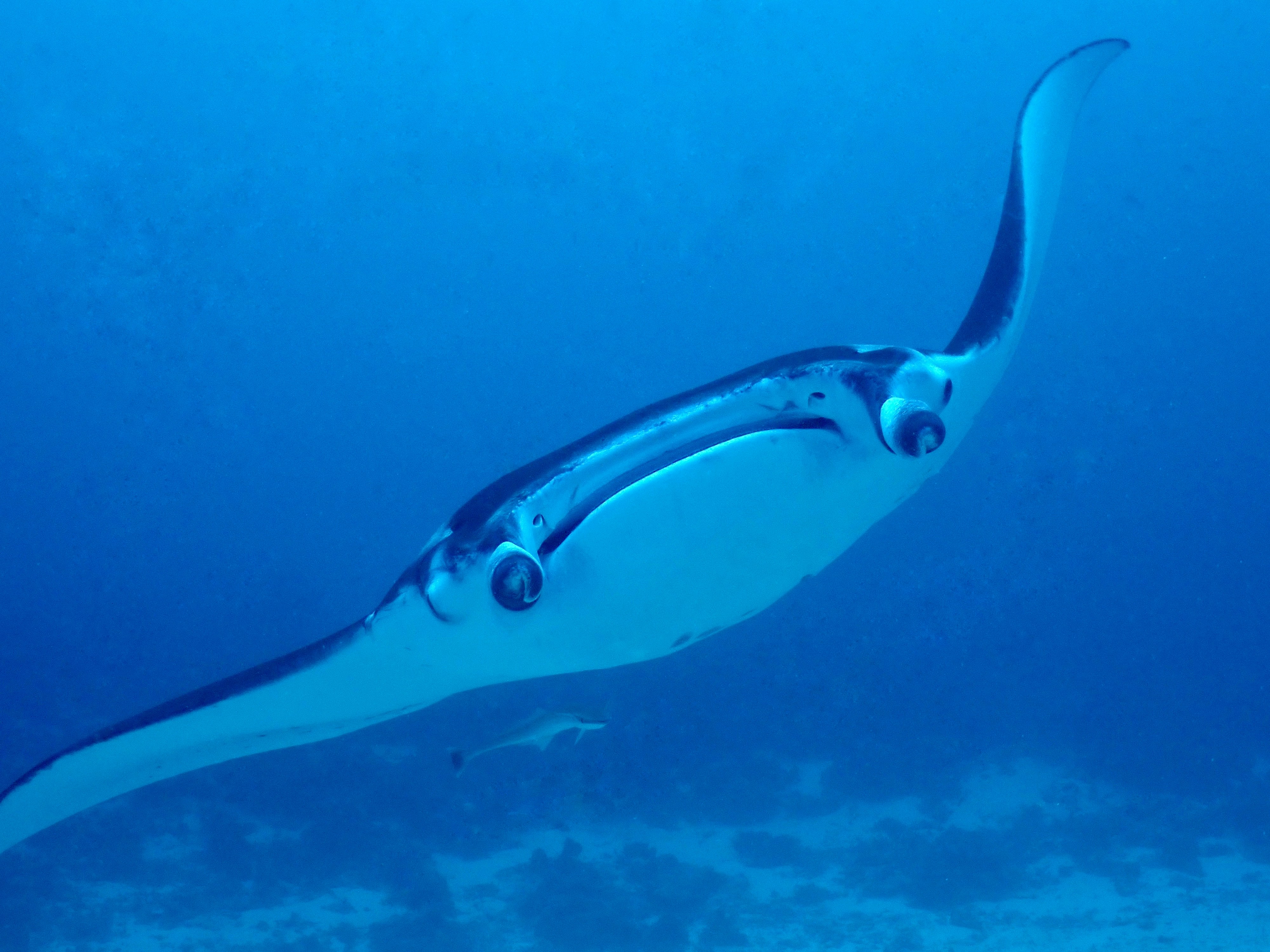 Why Manta Ray Season Matters — And How to Plan Around It