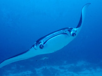 A majestic manta ray glides gracefully through clear blue ocean waters. The ray's large wingspan is prominently displayed, with a smooth, white underbelly and darker, spotted top. The surroundings are serene, with soft, diffused light filtering through the water.