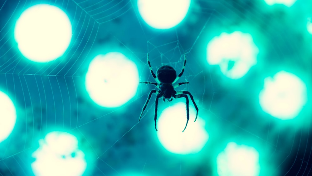 a spider sitting on its web in front of a blue background