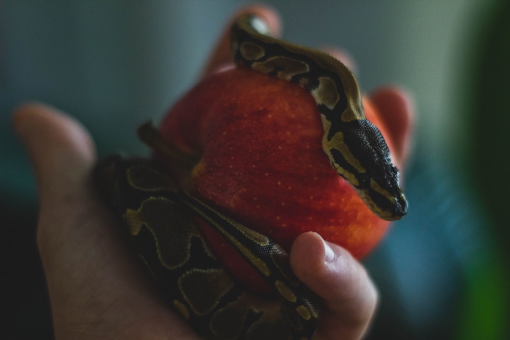 uma mão segurando uma maçã com uma cobra sobre ela