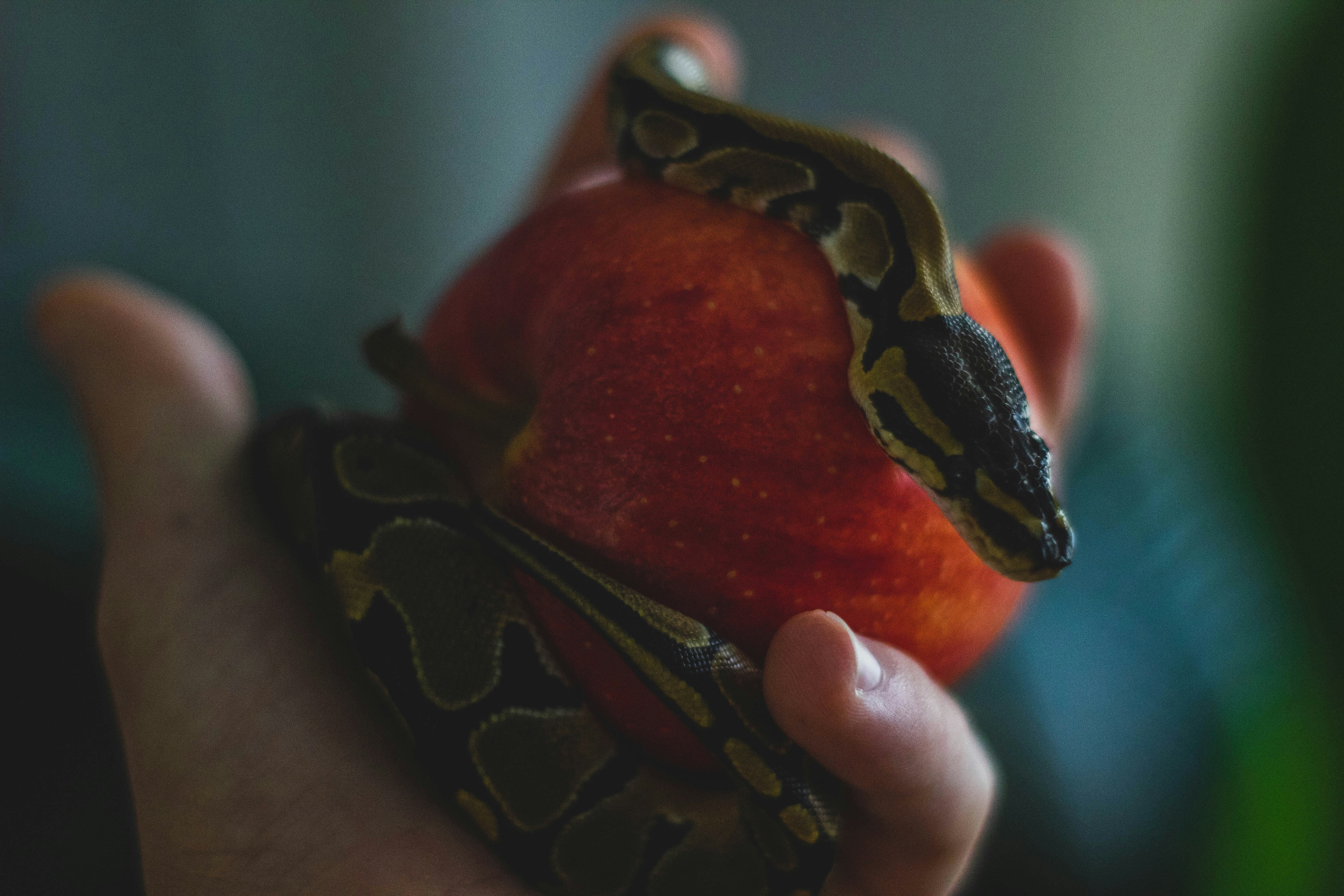 Hatching ball python resting on a bright red apple with a blurry background.