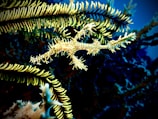 A marine creature, possibly a type of pipefish or seahorse, intricately camouflages itself among bright yellow and green feathery sea plants. The background is a deep blue, highlighting the marine environment.