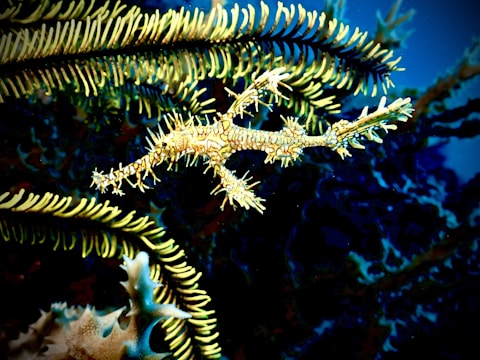 A marine creature, possibly a type of pipefish or seahorse, intricately camouflages itself among bright yellow and green feathery sea plants. The background is a deep blue, highlighting the marine environment.