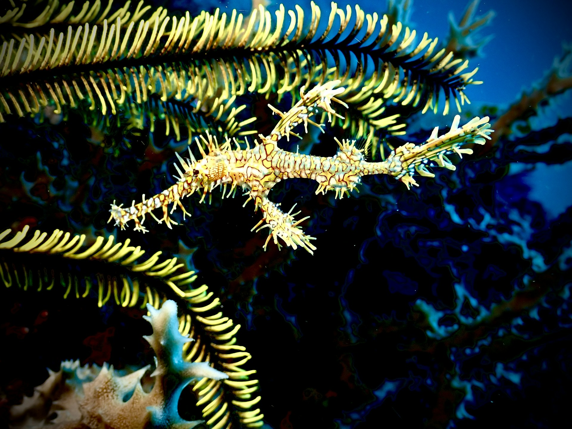 A marine creature, possibly a type of pipefish or seahorse, intricately camouflages itself among bright yellow and green feathery sea plants. The background is a deep blue, highlighting the marine environment.
