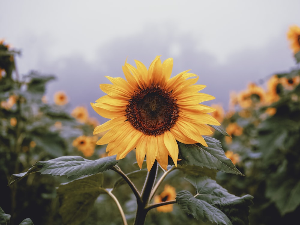 a large sunflower in a field of sunflowers