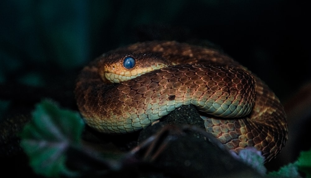 a close up of a snake on a branch