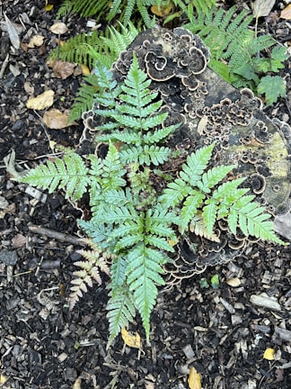 A vibrant green fern is growing on what appears to be a weathered tree stump covered in bracket fungi with intricate patterns. The surrounding ground is dark and mulchy, with scattered leaves and twigs adding texture.