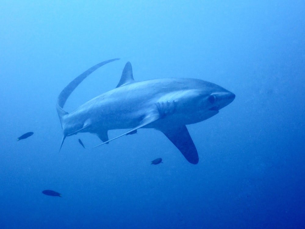 a great white shark swimming in the ocean