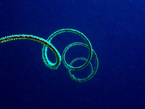 A spiral-shaped marine organism, possibly a coral, ascends in a graceful, twisting pattern against a deep blue oceanic background.
