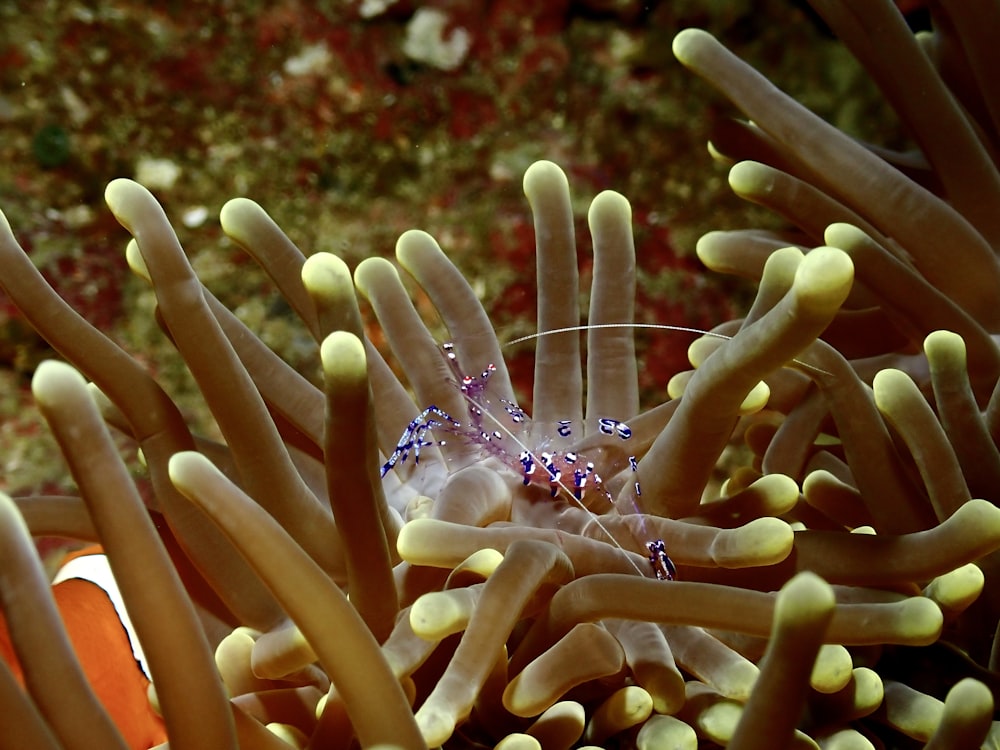 a sea anemone hiding in a sea anemone