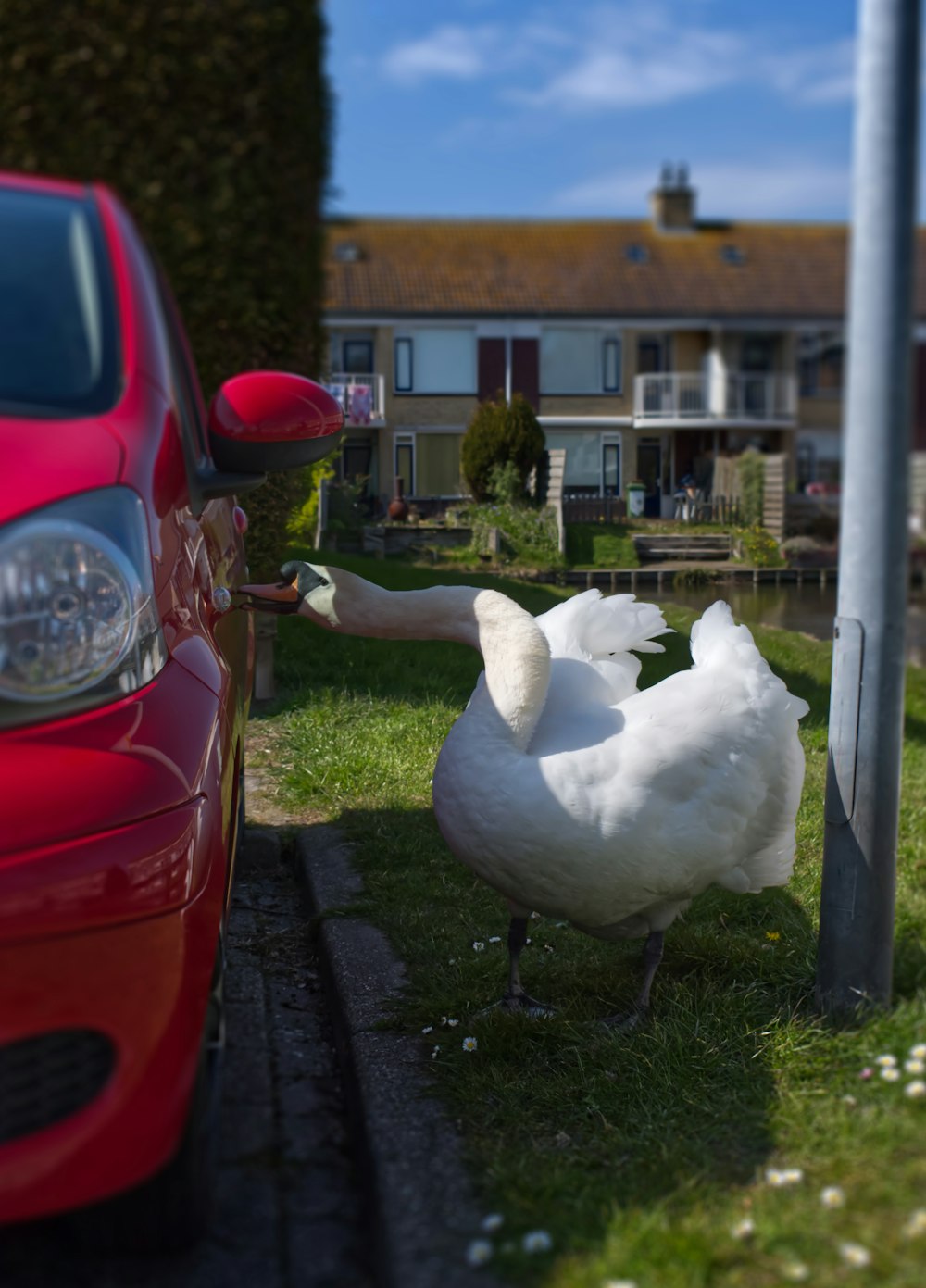 a white bird standing next to a red car