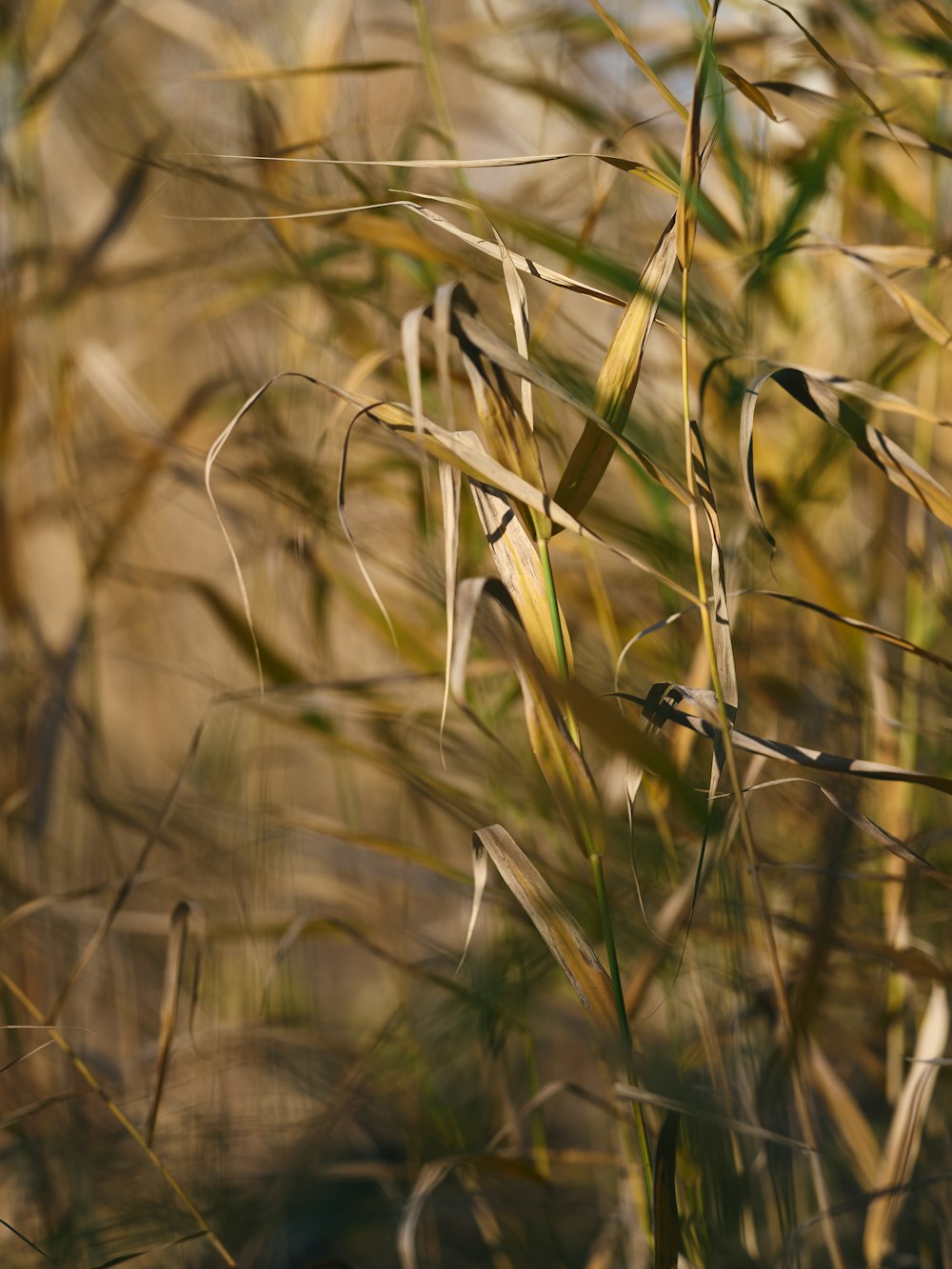 a close up of a tall grass plant