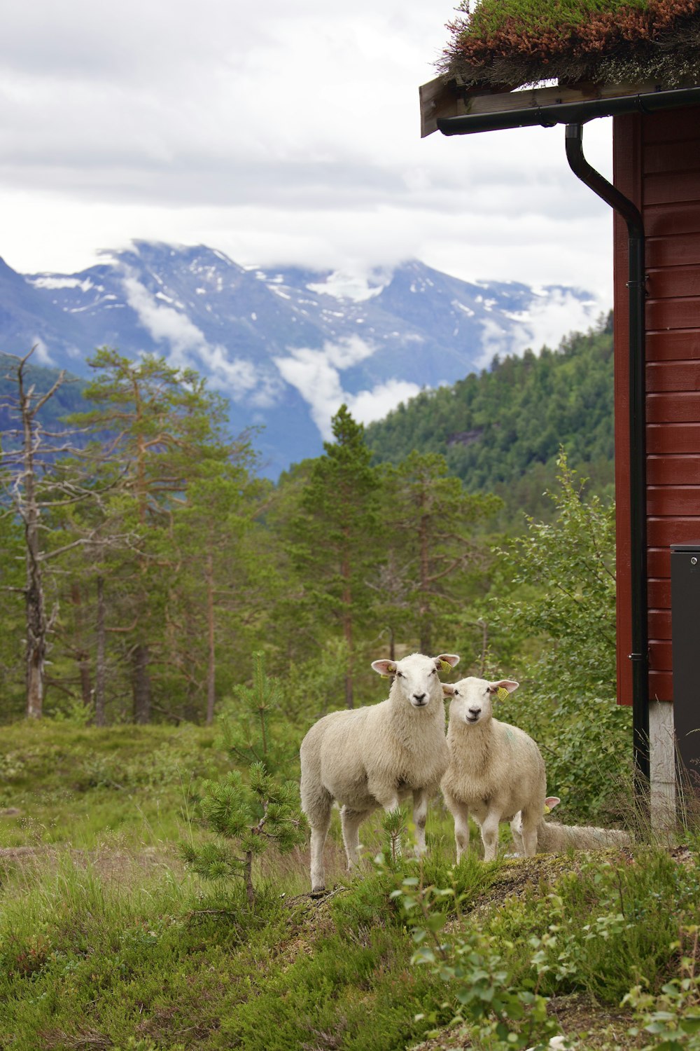 a couple of sheep standing on top of a lush green hillside