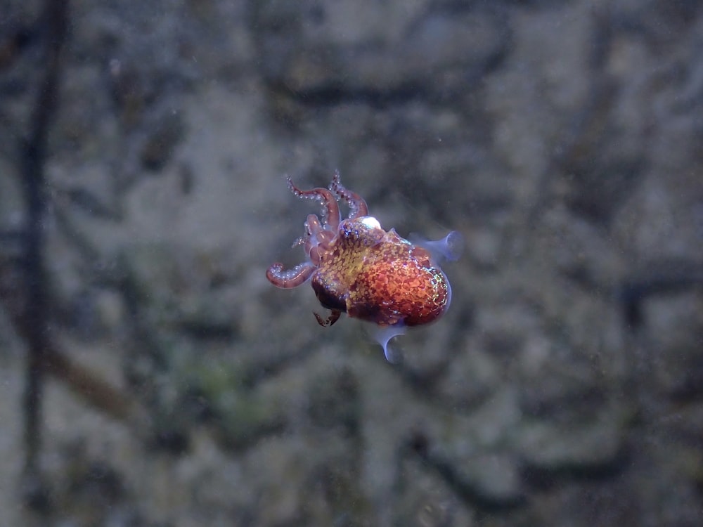 a close up of a small fish on a body of water