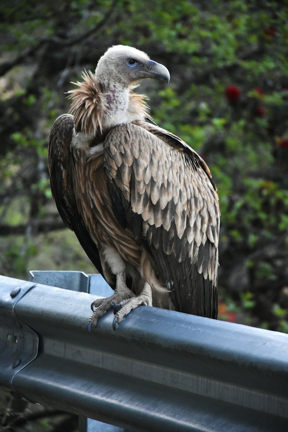 a large bird sitting on top of a metal rail