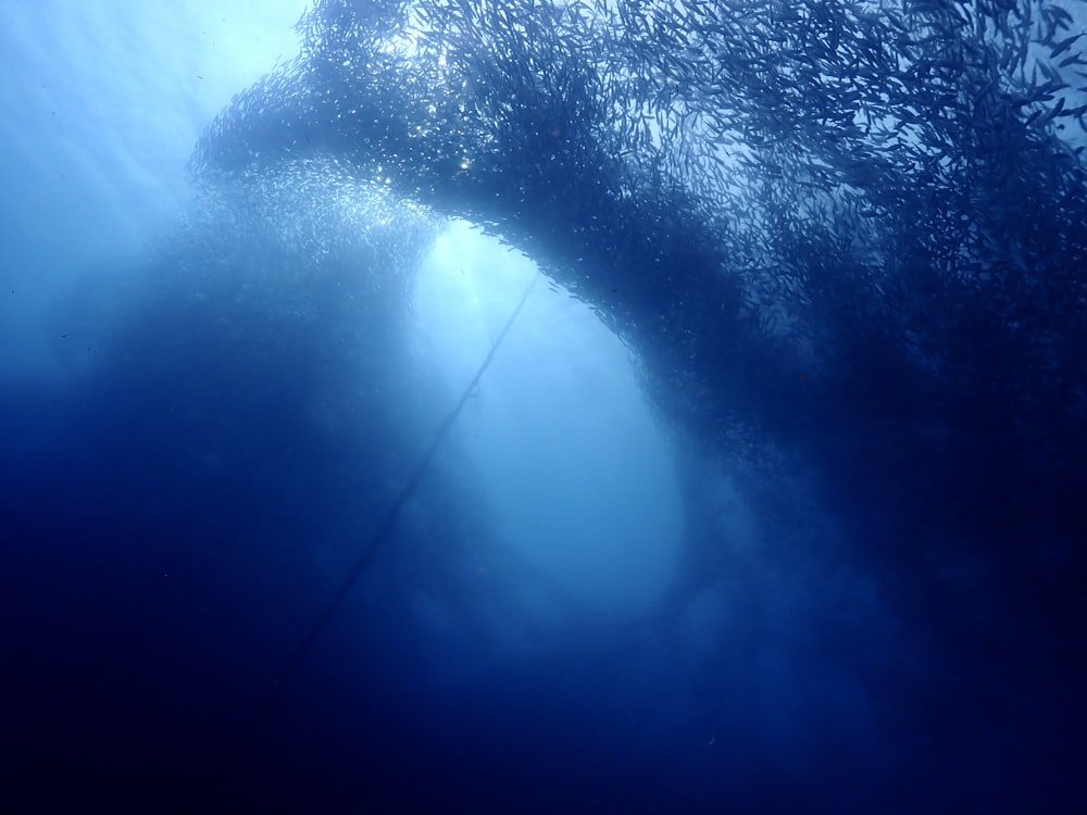 a large group of fish swimming in the ocean