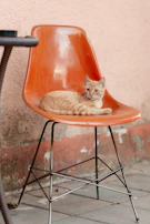 A chic, sunlit terrace with a cat perched gracefully on a designer chair.