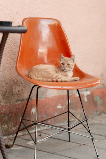 A chic, sunlit terrace with a cat perched gracefully on a designer chair.