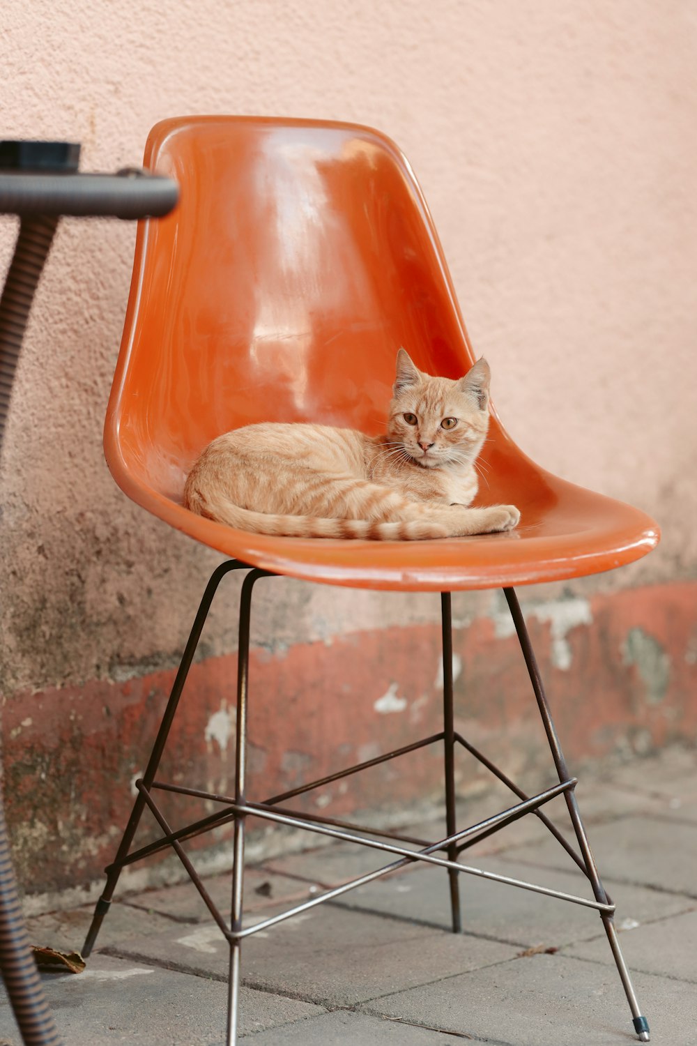a cat is laying on a orange chair