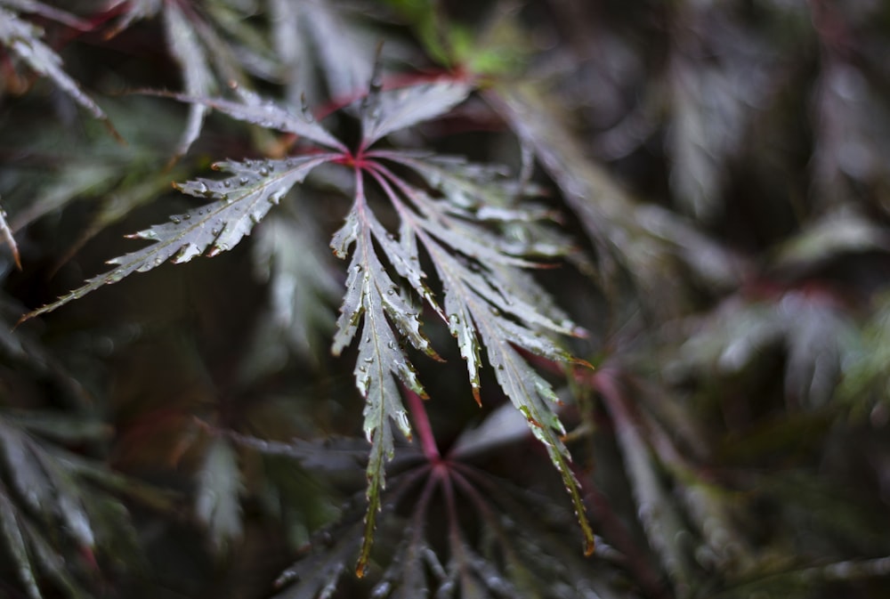 a close up of a leaf on a tree