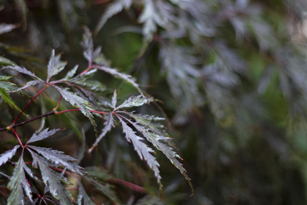 a close up of a leaf on a tree