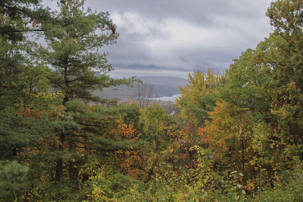 a forest filled with lots of trees under a cloudy sky