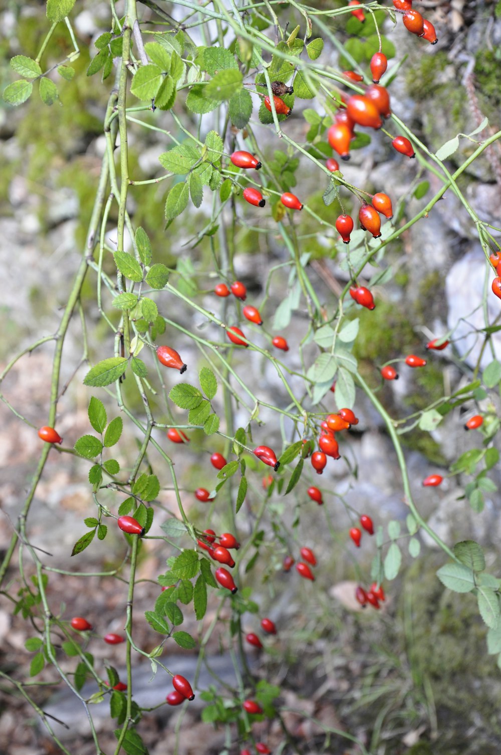 a bush with red berries and green leaves