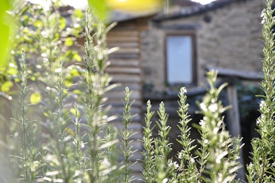 Traditional copper still distilling fresh rosemary leaves in a rustic wooden cabin.