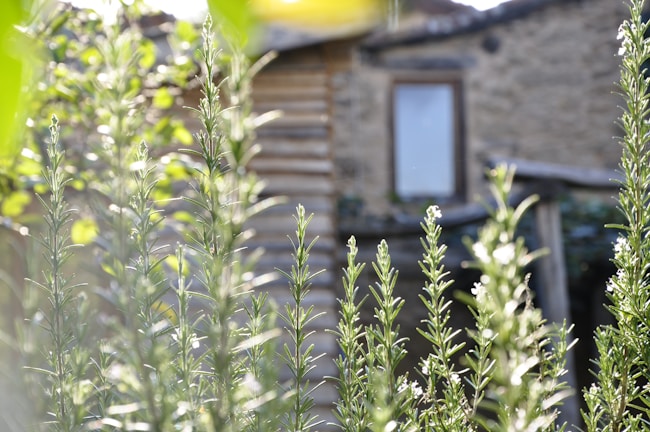 A serene garden scene with rosemary bushes under soft sunlight.