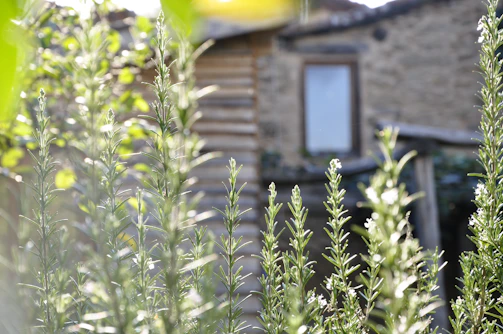 Soft sunlight filtering through rosemary plants in a serene garden setting, evoking calm and freshness.