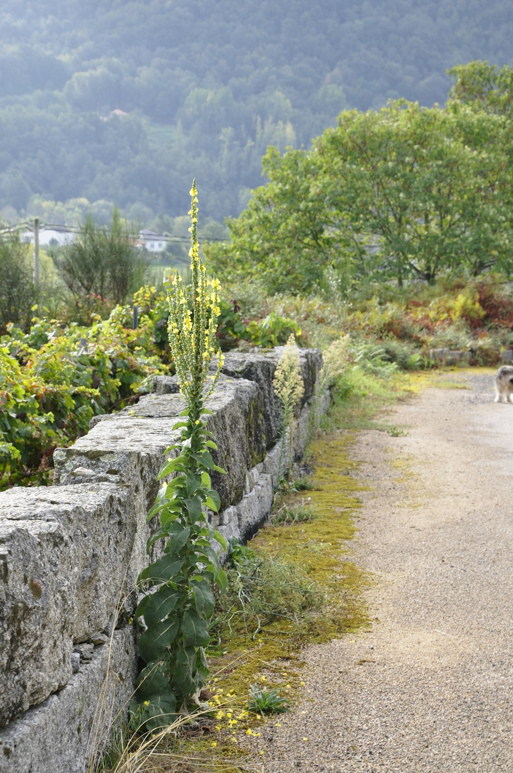 a dog walking down a road next to a stone wall