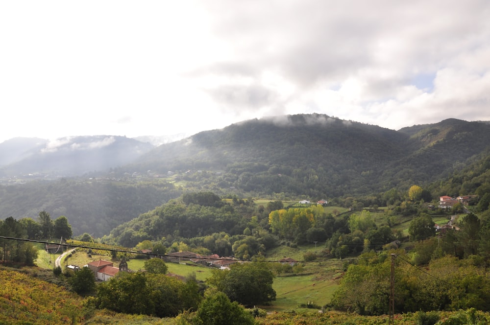 a lush green hillside covered in lush green trees