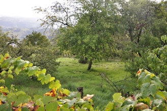 A lush, green landscape showcases a variety of trees and plants, with sunlight filtering through the branches. A gentle slope of grass stretches into the distance, bordered by leafy vegetation. In the background, hazy hills are visible, creating a serene and natural setting.