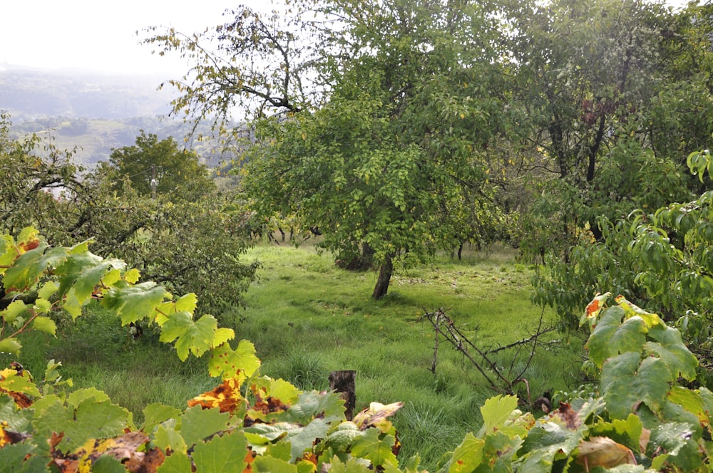 a grassy field with trees and bushes in the background