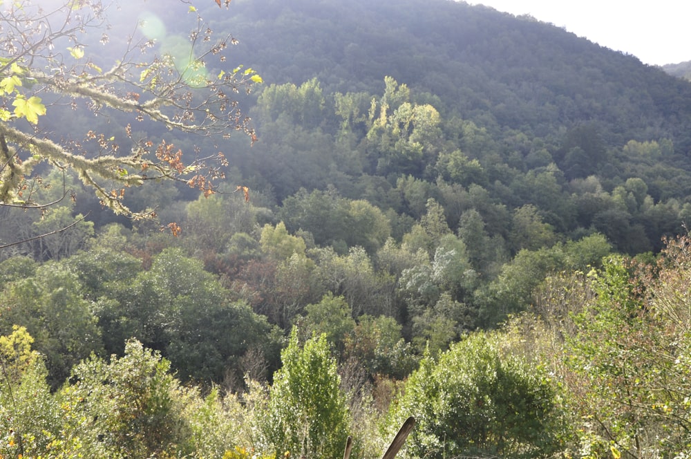 a forest filled with lots of green trees