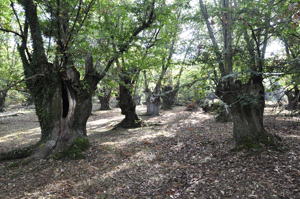 a forest filled with lots of trees covered in leaves