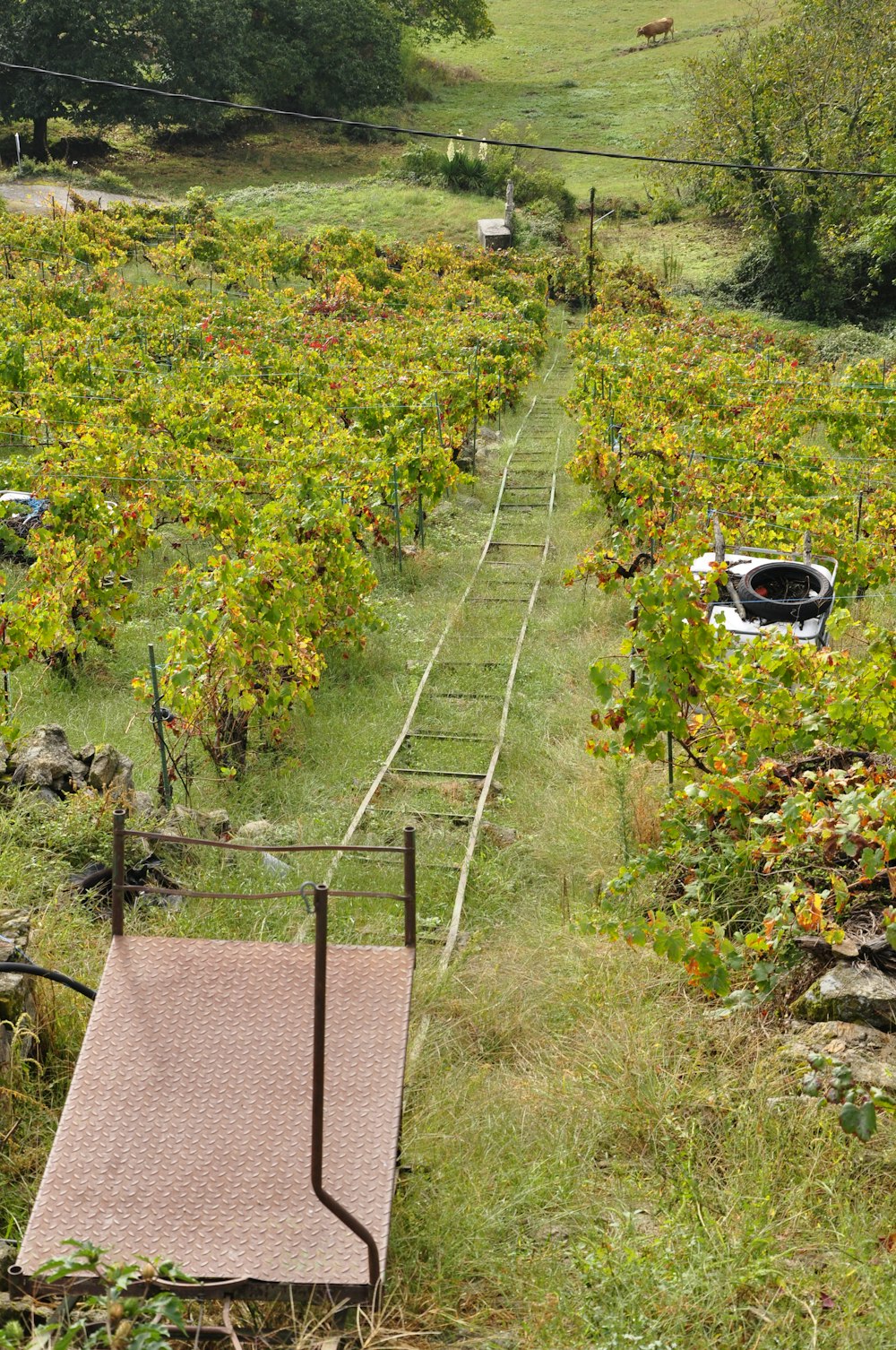 a grassy field with vines and a wooden bench