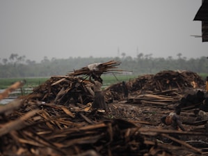 A person is carrying a large bundle of cut wood on their head, surrounded by piles of wood and debris in a rural outdoor setting. The landscape appears to be lush with greenery and a distant horizon of trees. The atmosphere is hazy, suggesting either mist or smoke, with overcast lighting creating a subdued scene.