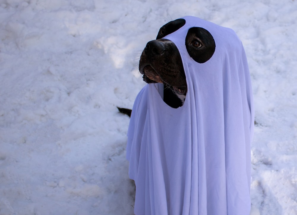 um cachorro vestido com uma fantasia de fantasma na neve