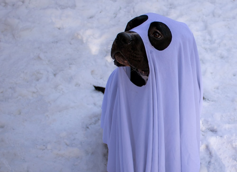 un chien vêtu d’un costume de fantôme dans la neige