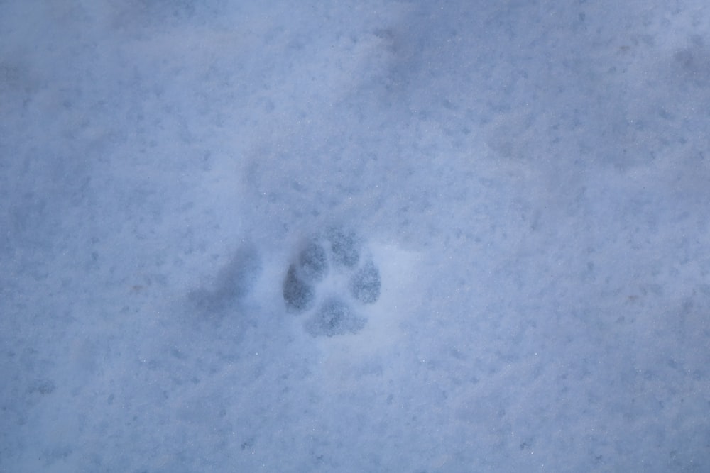 Las huellas de las patas de un perro en la nieve