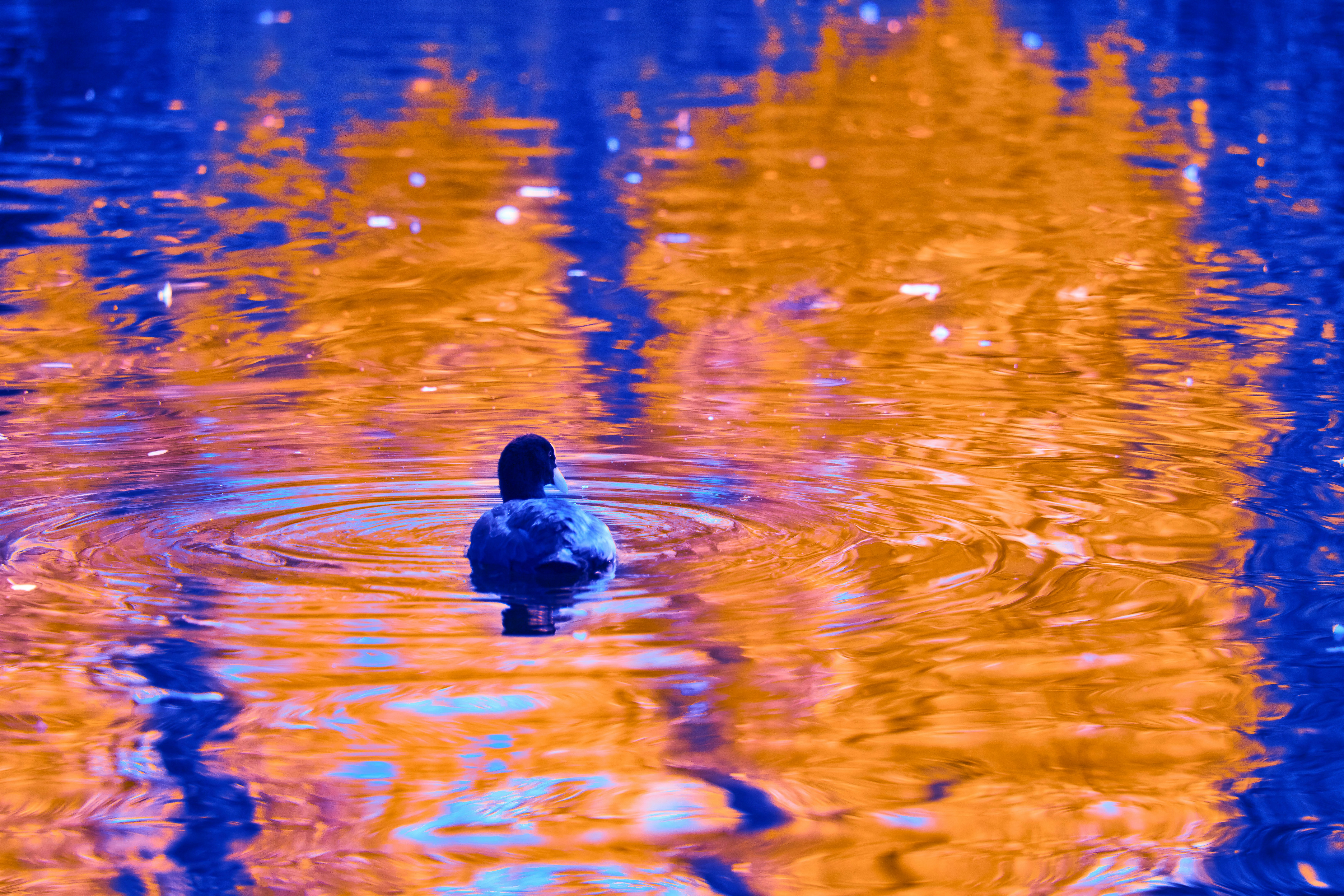 Photo by wolfgang_hasselmann