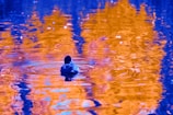 A whimsical scene of QuackChoice floating on water with colorful decision bubbles around.