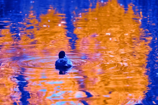 A whimsical scene of QuackChoice floating on water with colorful decision bubbles around.