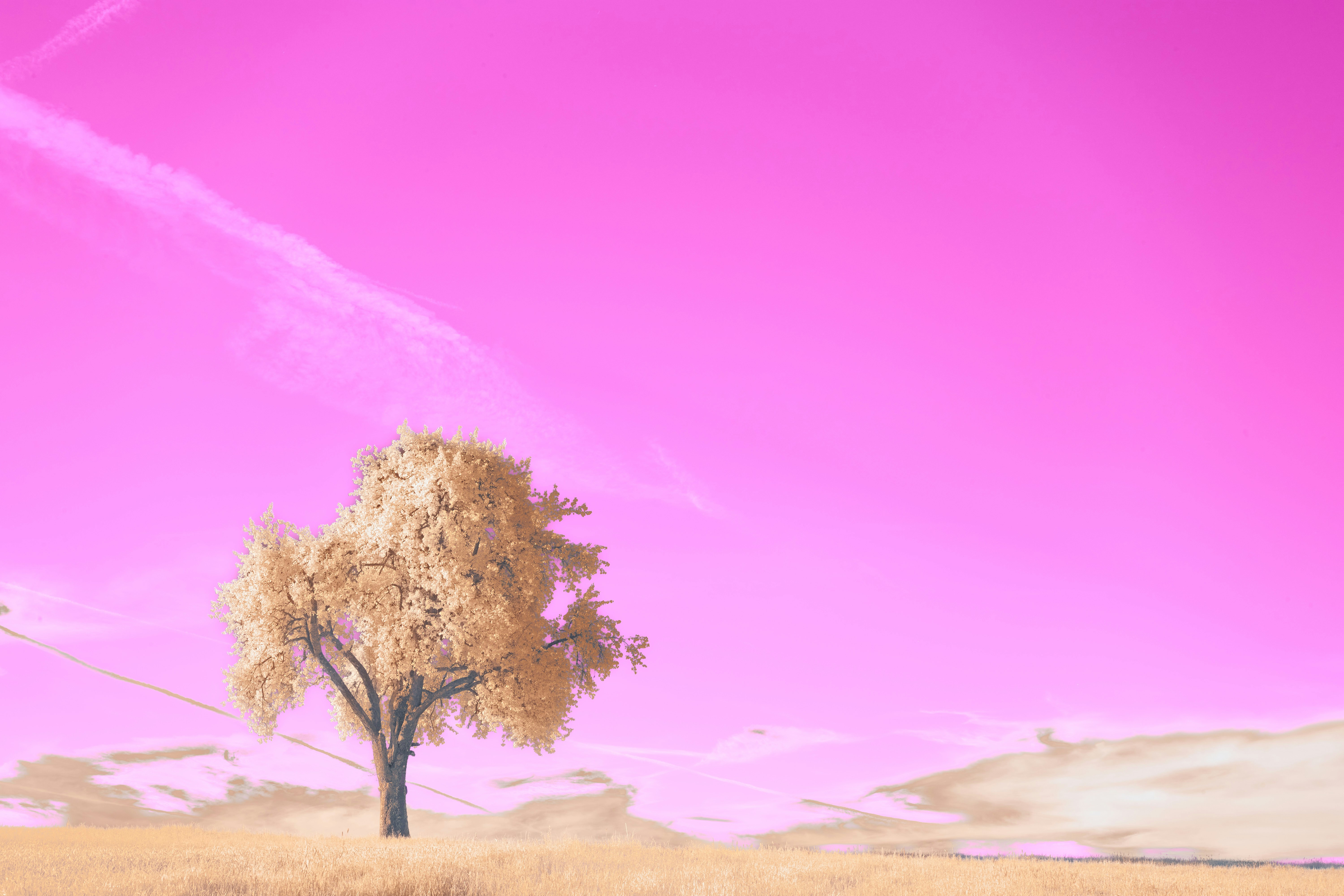 Photo by wolfgang_hasselmann